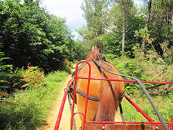 Attelage sur les pistes forestières